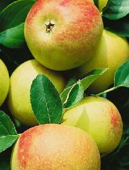 Jabłoń Reneta Muszkatowa START PACK