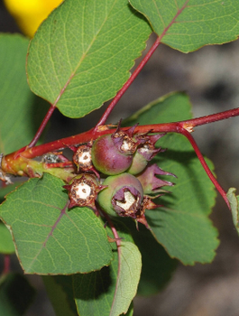 Świdośliwa jajowata w doniczce 