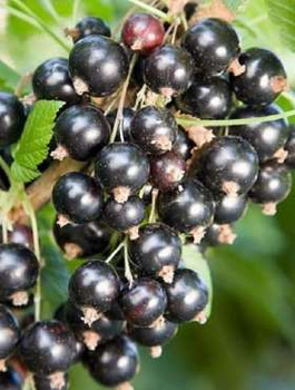 Porzeczka czarna Ben Connan w balocie