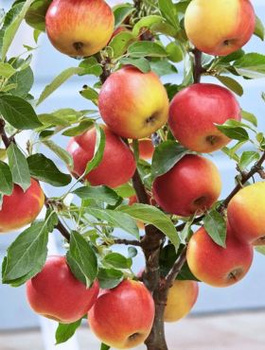 Jabłoń Elstar START PACK