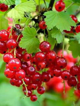 Porzeczka czerwona Rovada w doniczce