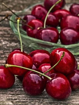 Czereśnia Majówka wczesna START PACK