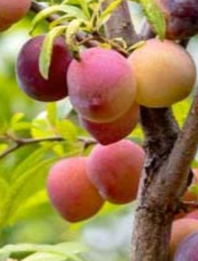 Półkarłowa Śliwa japońska Vanier