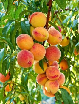 Brzoskwinia Inka Samopylna Start Pack