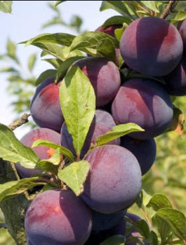 Śliwa typu Kalipso START PACK