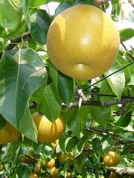 Grusza azjatycka Nijisseiki New Century najsłodsza