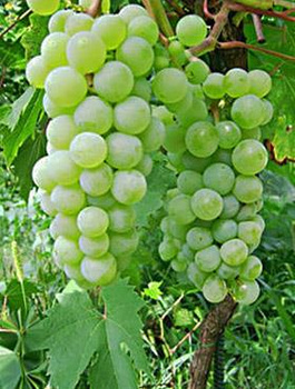 Winorośl winogrona Refren