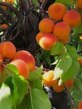 Morela Karola START PACK