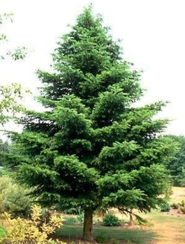 Jodła kaukaska Plant Pack