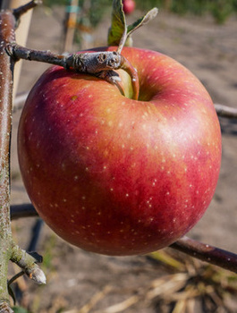 Jabłoń Czerwona Papierówka
