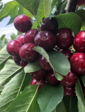 Czereśnia Kama START PACK