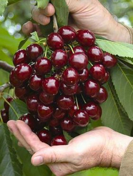 Czereśnia Wera START PACK