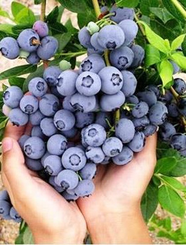 Borówka amerykańska HANNAH'S CHOICE 