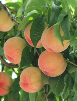 Brzoskwinia Harnaś START PACK