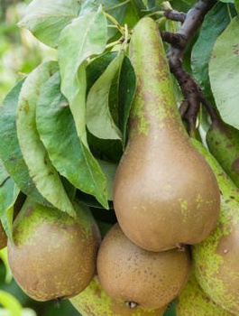 Grusza Konferencja Plant Pack