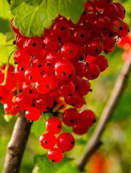 Porzeczka czerwona Jonkheer Van Tets w doniczce