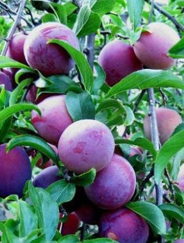 Śliwa Renkloda Althana