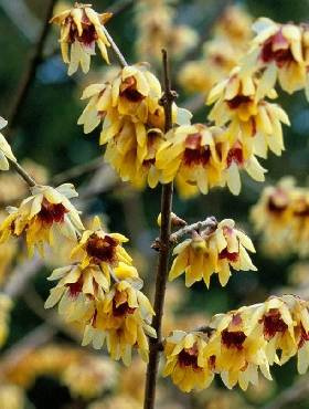 Zimokwiat wczesny (C2)