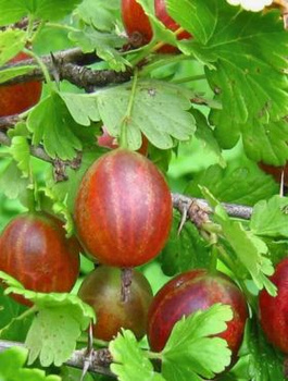 Agrest czerwony Hinnonmaki Rot w doniczce