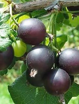 Porzeczko-agrest krzaczasty START PACK