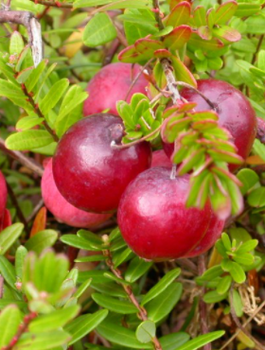 Żurawina wielkoowocowa Early Richard doniczka