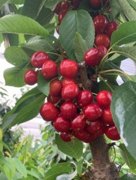 Czereśnia Karesova START PACK