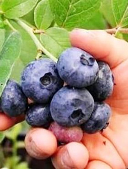 Borówka amerykańska CHANDLER późna w doniczce