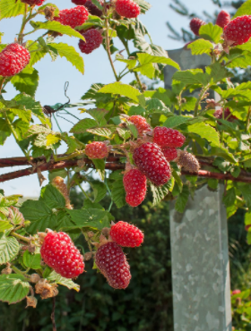 Malinojeżyna Buckingham Tayberry bezkolcowa w doniczce