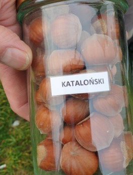 Orzech laskowy Kataloński Leszczyna START PACK