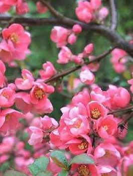 Pigwowiec pośredni Pink Trail 