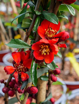 Pigwowiec pośredni Crimson and Gold Ozdobny na Nalewki (C1.7)