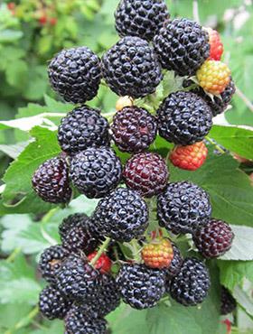 Malina czarna w doniczce