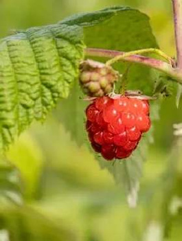 Malina powtarzająca owocowanie Pokusa w doniczce (C2)