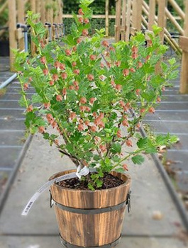 Agrest czerwony na balkon Giggles Red w doniczce