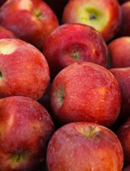 Jabłoń Empire START PACK