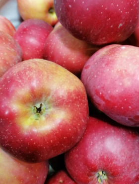 Jabłoń Alwa w doniczce (C2)