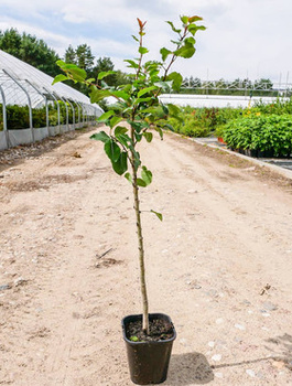 Grusza kaukaska Pyrus caucasica podkładka 