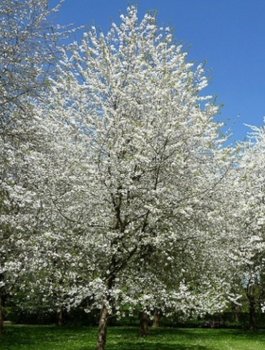 Czereśnia ptasia Trześnia Wiśnia dzika Plant Pack