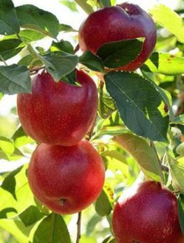 Jabłoń Genewa Geneva Early Czerwona Papierówka