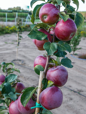 Jabłoń Liberty Parchoodporna