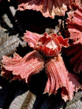 Orzech laskowy Warszawski czerwony START PACK