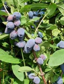 Jagoda kamczacka Blue Treasure późna słodka w doniczce