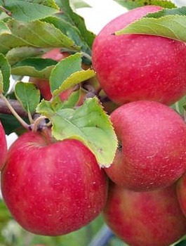 Jabłoń Freedom Parchoodporny