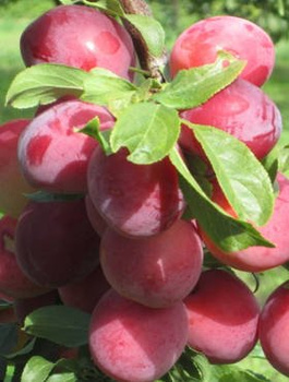 Śliwa japońska Kometa Samopłodna