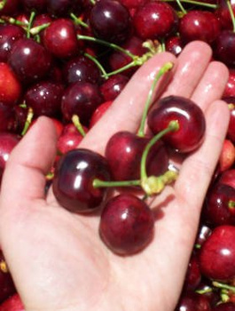 Czereśnia Krótkopłodna START PACK