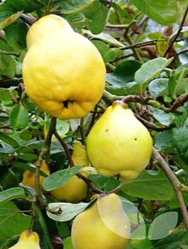 Pigwa gruszkowa Portugal