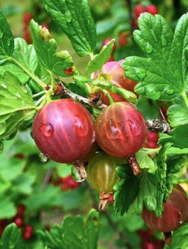 Agrest czerwony Niesłuchowski w balocie