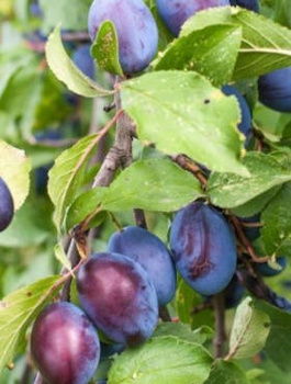 Śliwa Węgierka Dąbrowicka START PACK