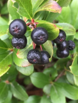 Aronia czarnoowocowa Revontuli Mound w doniczce