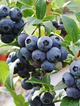 Borówka amerykańska SIERRA średniowczesna Najlepszy zapylacz